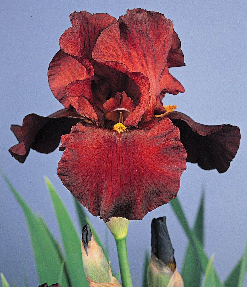 Bearded Iris | White Flower Farm