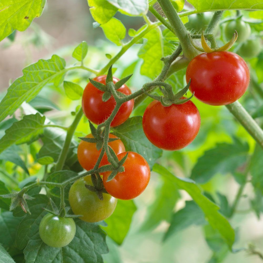 Salad Tomatoes | White Flower Farm