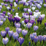  Large-Flowering Lavender Shades Crocus Mix