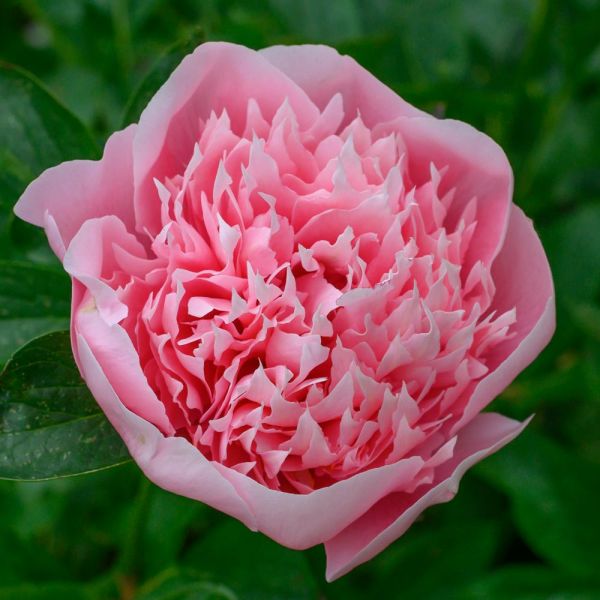 Peony 'Etched Salmon' | White Flower Farm