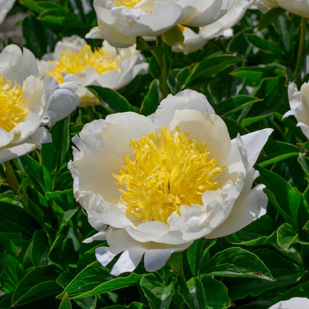 Paeonia Jan van Leeuwen | White Flower Farm