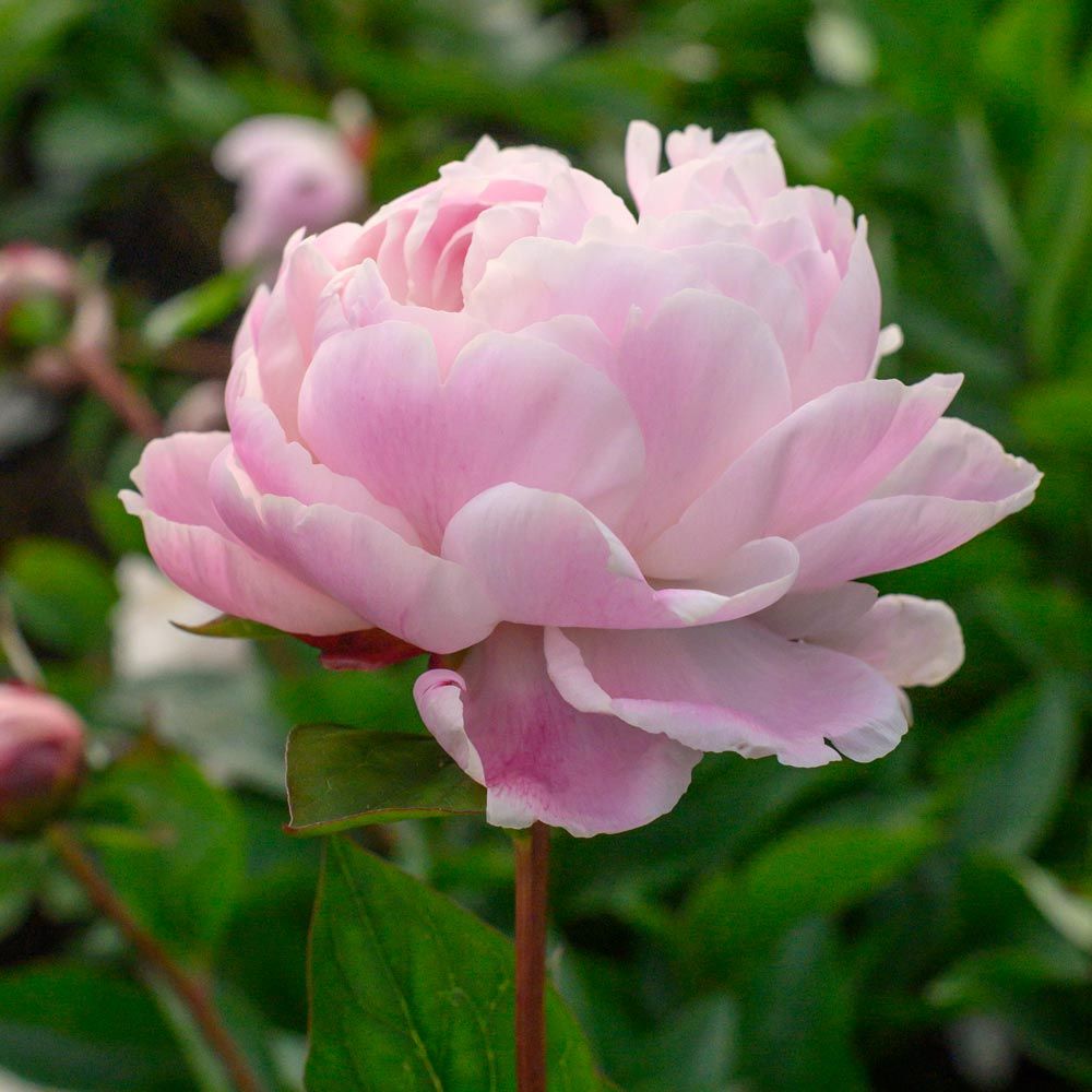 Peony 'Nick Shaylor' | White Flower Farm