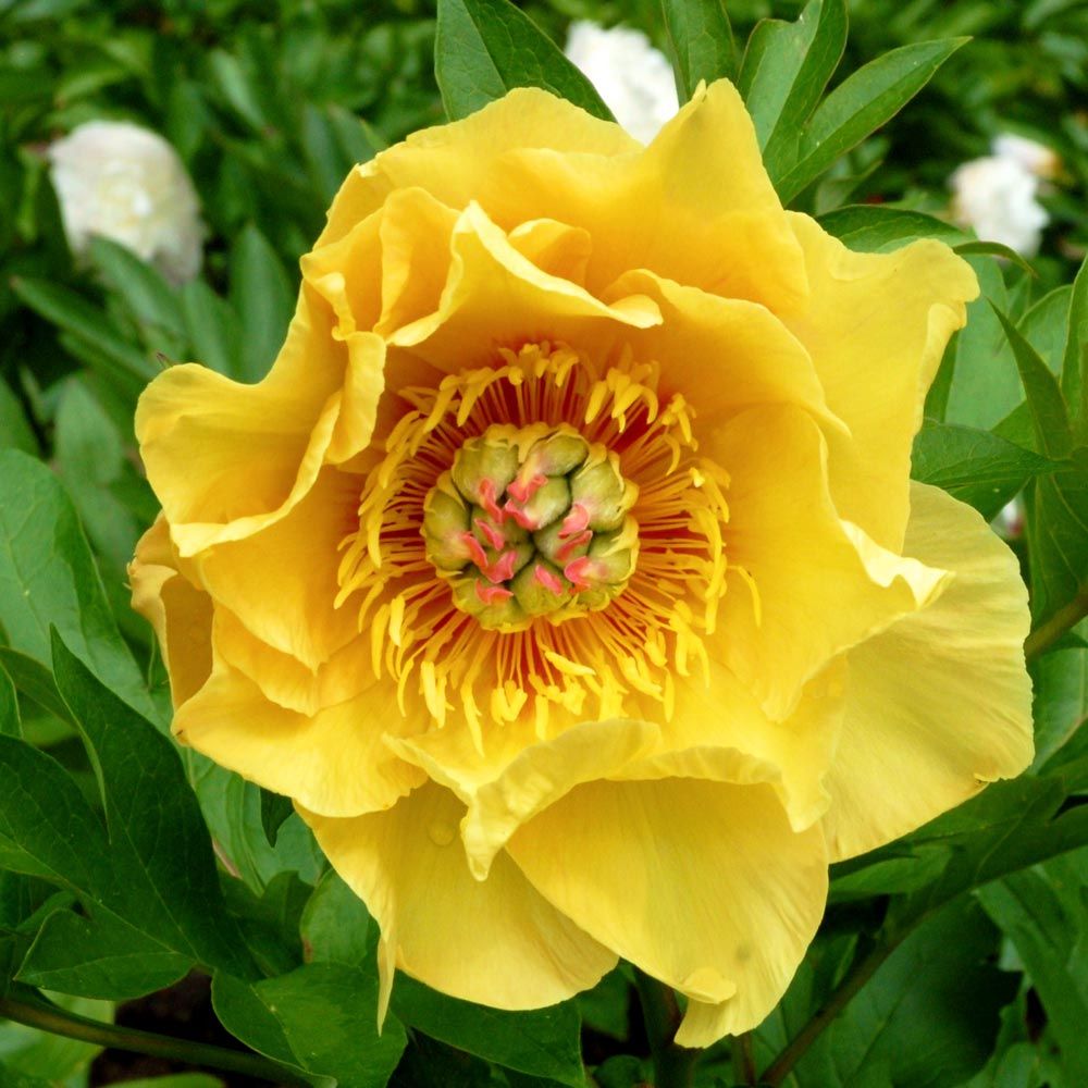 yellow peony flower