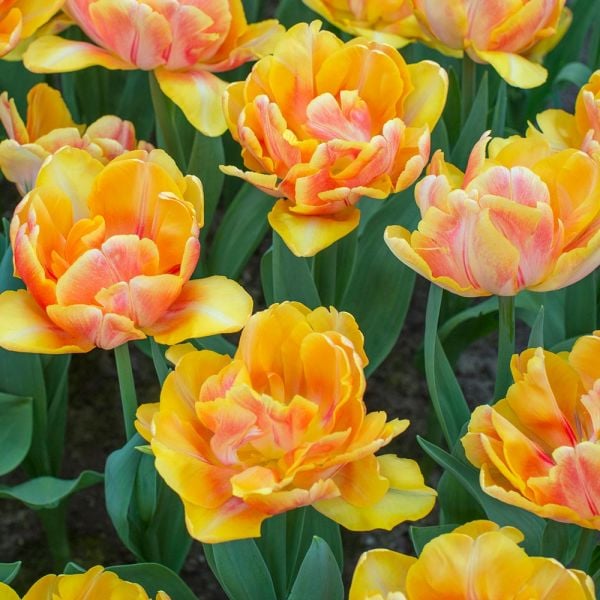 Tulip 'Foxy Foxtrot' | White Flower Farm