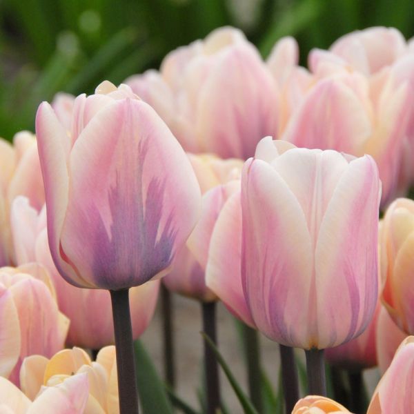 Grower's Choice Tulip Mix White Flower Farm