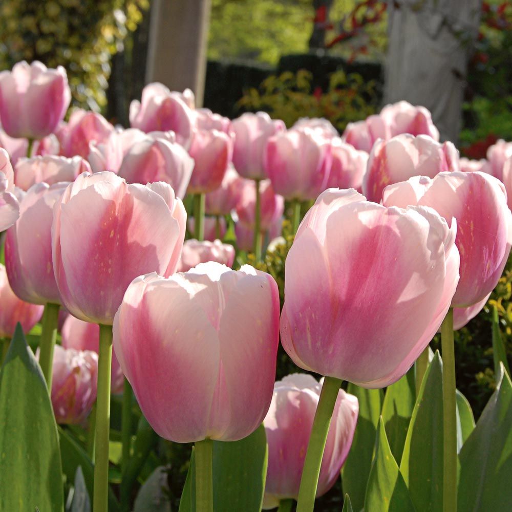 Tulip 'Ollioules' | White Flower Farm
