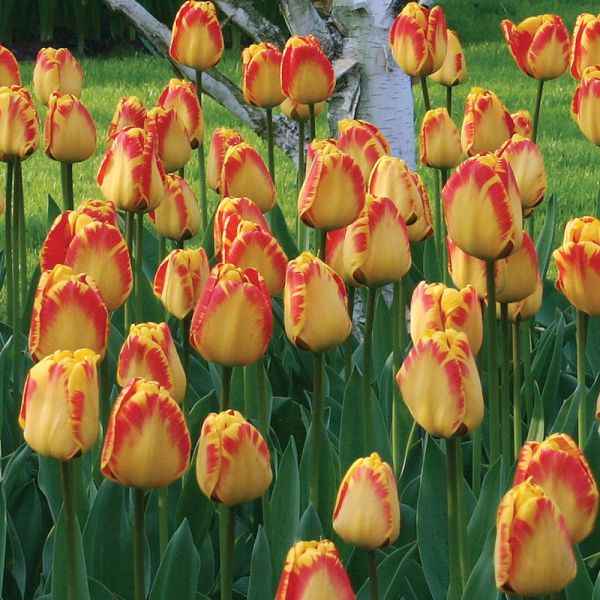 Spring Brights Darwin Hybrid Tulip Mix | White Flower Farm