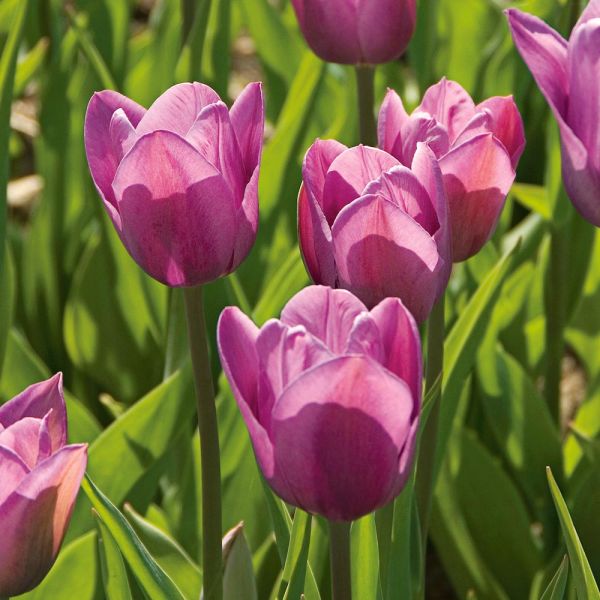 Tulip 'Violet Beauty' | White Flower Farm