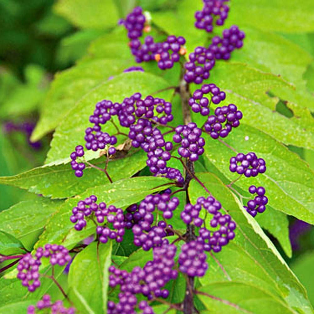 Callicarpa dichotoma Early Amethyst | White Flower Farm