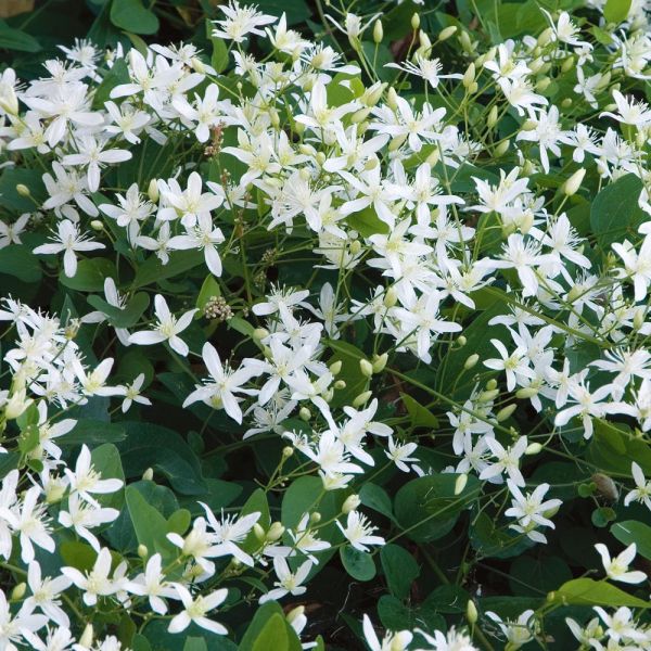 Clematis paniculata | White Flower Farm