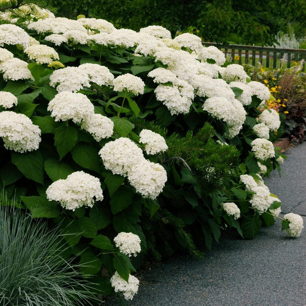Large White Hydrangeas: The Ultimate Guide To Growing And Caring For ...