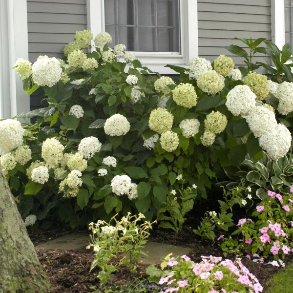 Hydrangea arborescens 'Annabelle' | White Flower Farm