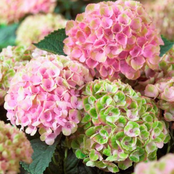 Hydrangea macrophylla Everlasting® Revolution | White Flower Farm