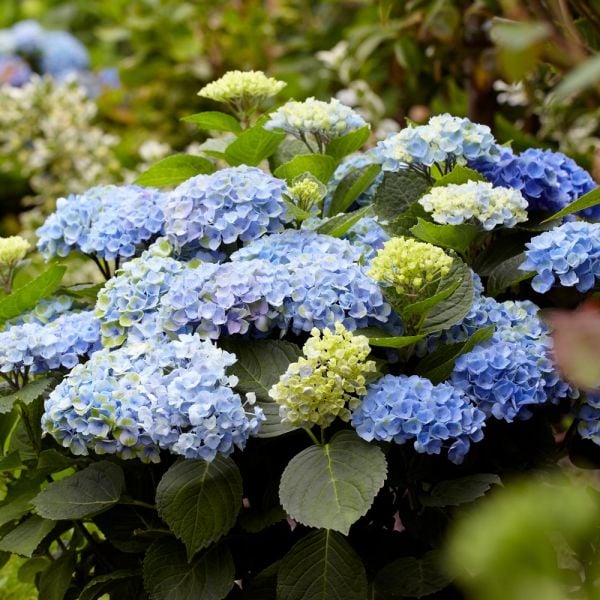 Hydrangea macrophylla Everlasting® Revolution | White Flower Farm