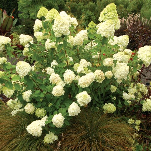 Hydrangea paniculata 'Limelight' | White Flower Farm