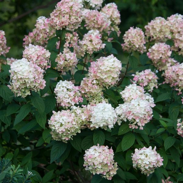 Hydrangea paniculata Fire Light® | White Flower Farm