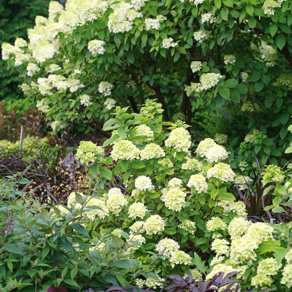 Hydrangea paniculata Little Lime® - 1 gallon pot | White Flower Farm