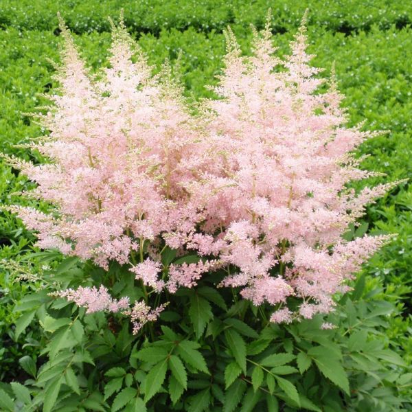 Astilbe Younique Silvery Pink | White Flower Farm