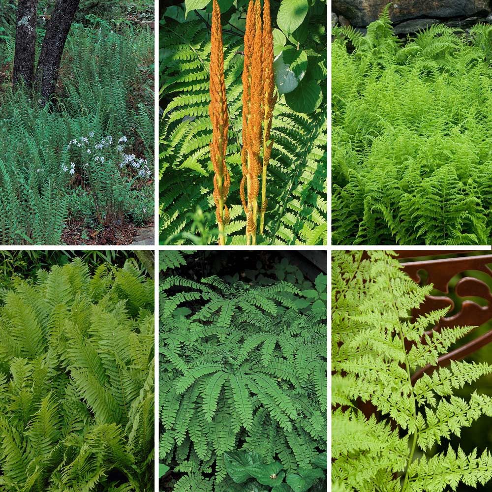 Native Fern Sampler | White Flower Farm