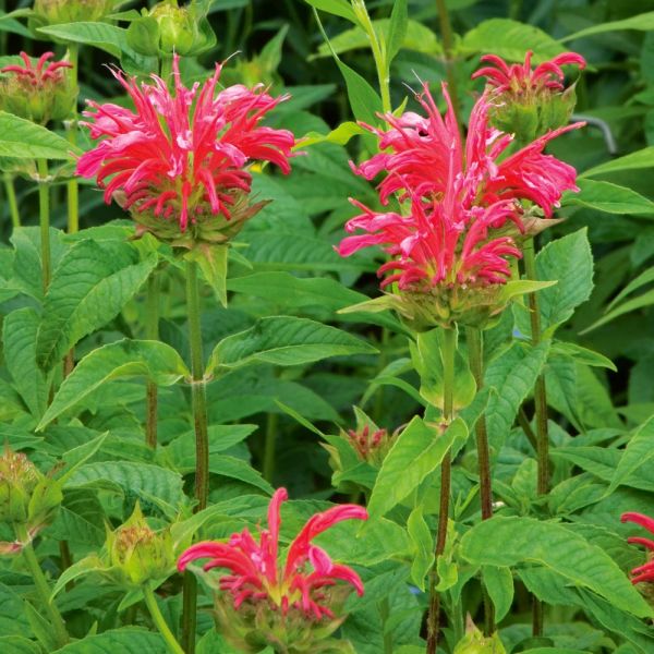 Monarda didyma 'Coral Reef' | White Flower Farm