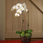 White-Flowering Houseplants