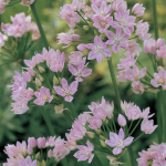  Allium unifolium (25 bulbs per bag)