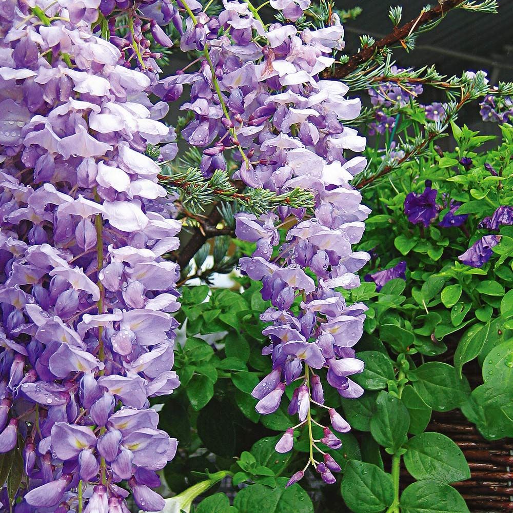 14 Perennial Flowering Vines to Take Your Garden to New Heights