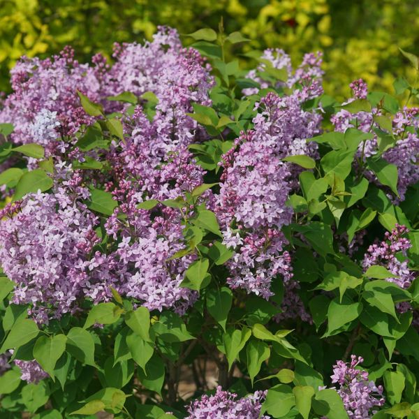 Syringa x hyacinthiflora Scentara® Pura | White Flower Farm