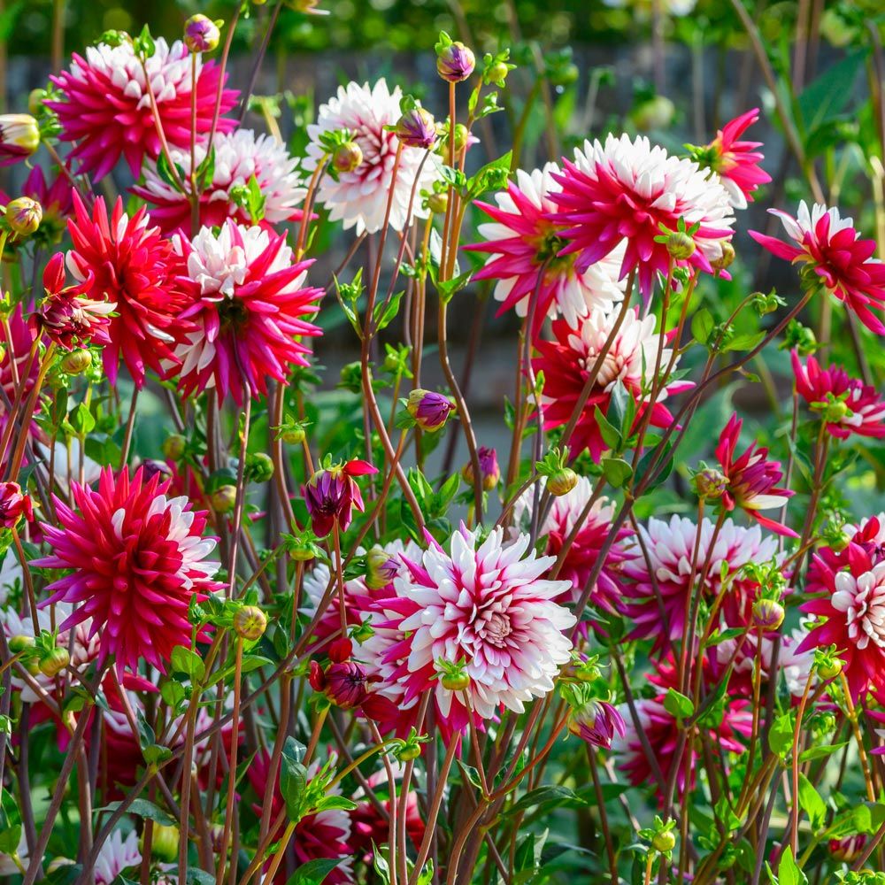 red and white dahlia
