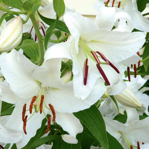 Lilium Mix - The Perfumed Garden | White Flower Farm
