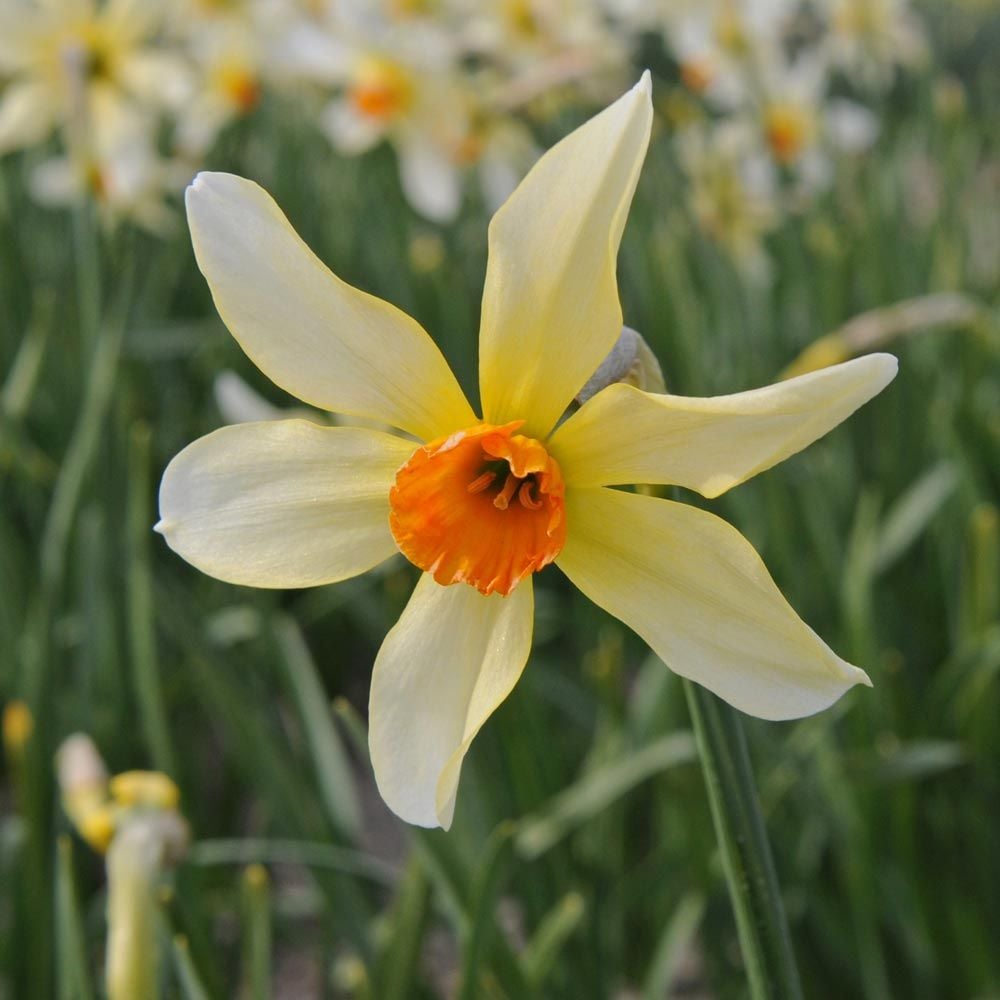 Narcissus Firebird | White Flower Farm