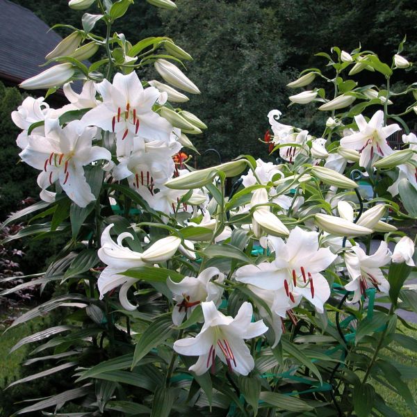 Lilium 'Casa Blanca' | White Flower Farm