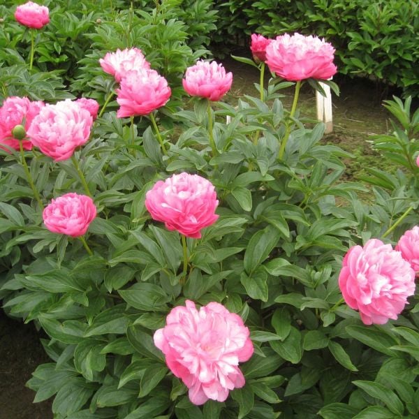 Peony 'Joker' | White Flower Farm