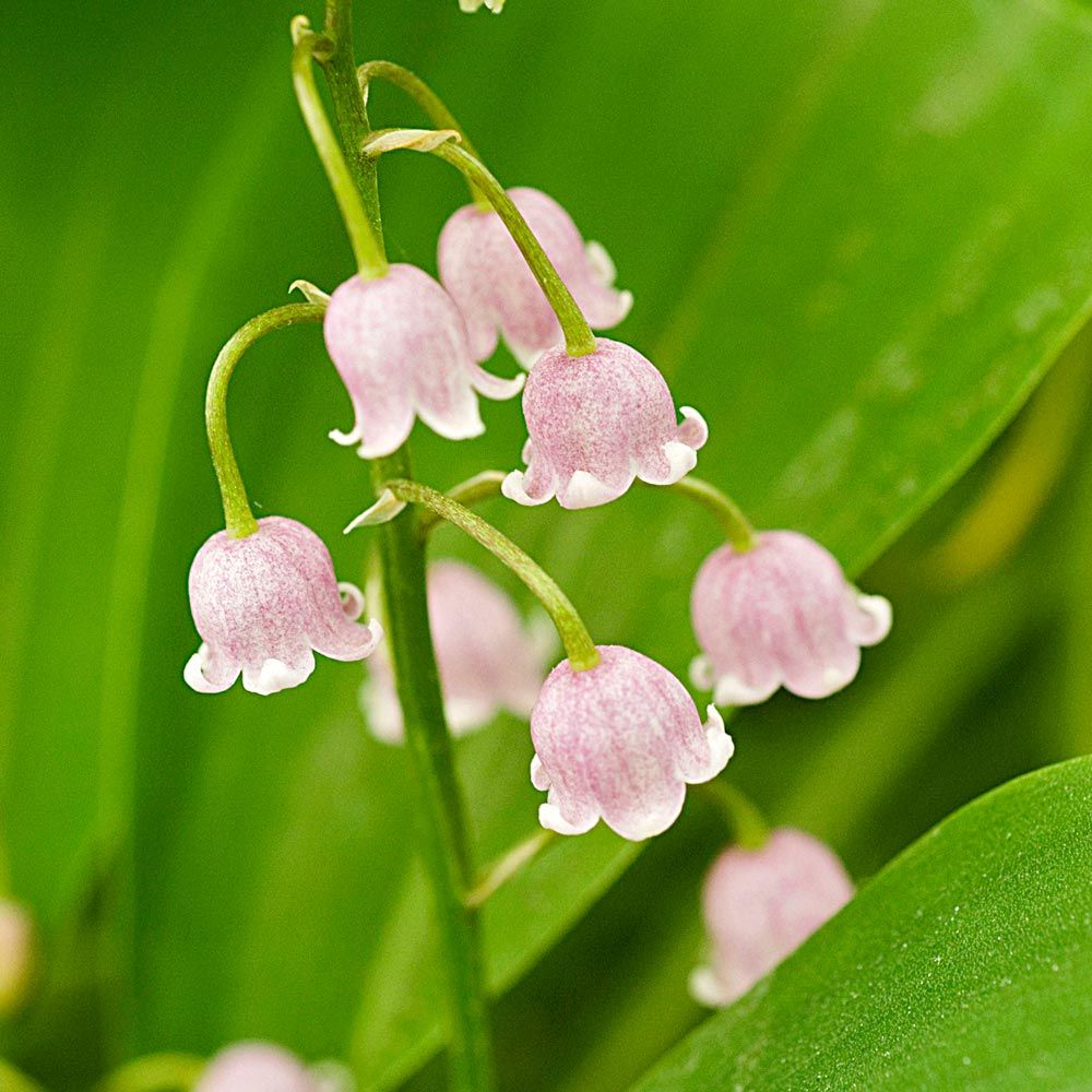 Convallaria majalis (Lily of the Valley, Lily-of-the-valley)