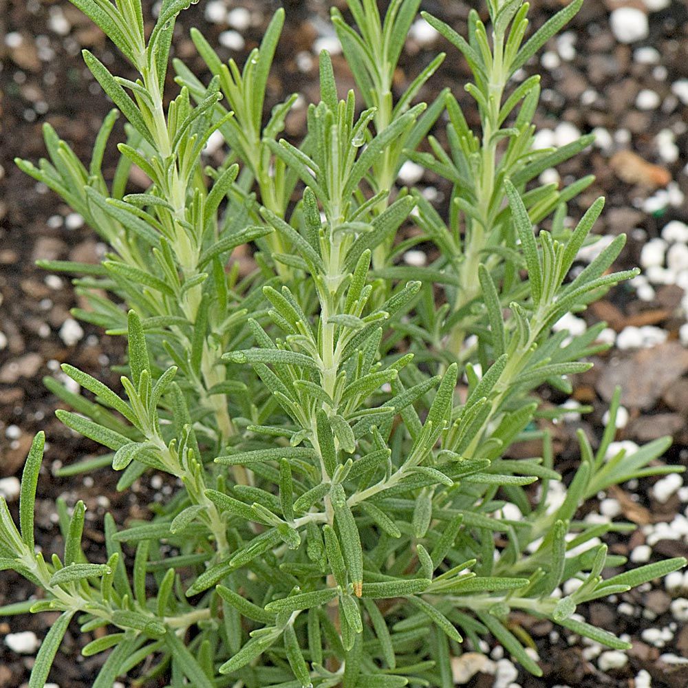 Growing Guide for Rosemary: Plant Care Tips, Varieties, and More