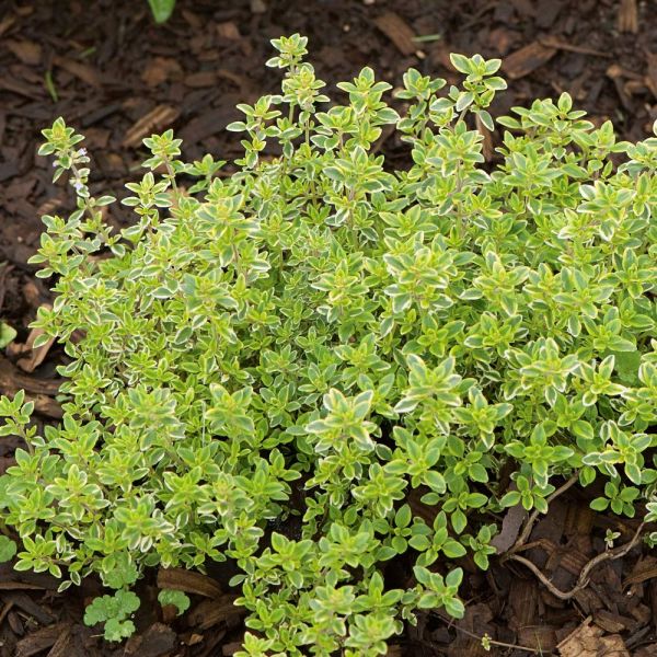 Lemon Thyme: How To Use It In The Kitchen