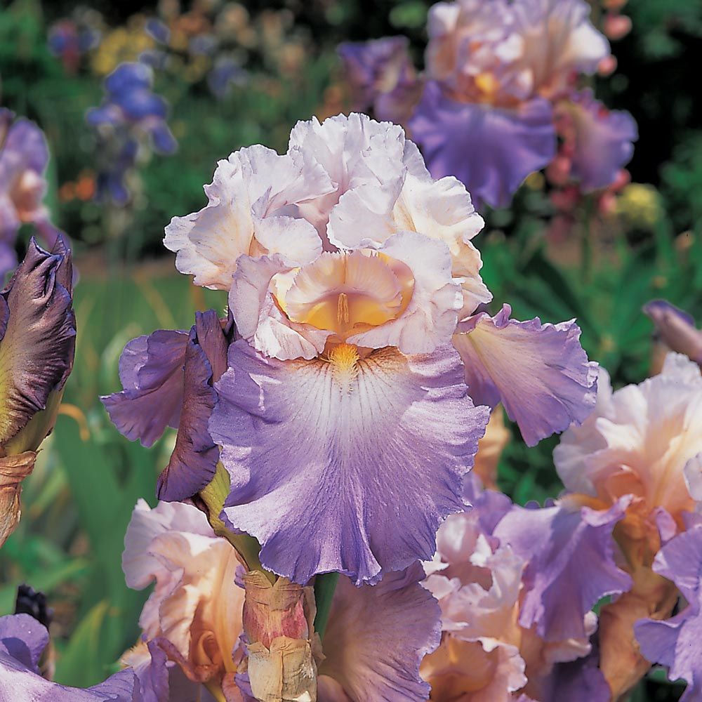 10 Factoids About Iris - White Flower Farm's blog