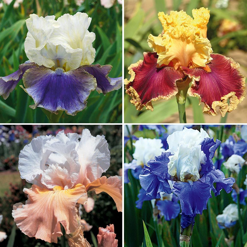 Pride of the Border Bicolor Iris Collection - 4 plants | White Flower Farm