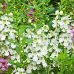  Angelonia angustifolia Archangel™ White