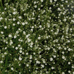 Gypsophila - Summer Sparkles, Baby's Breath - Sugar Creek Gardens