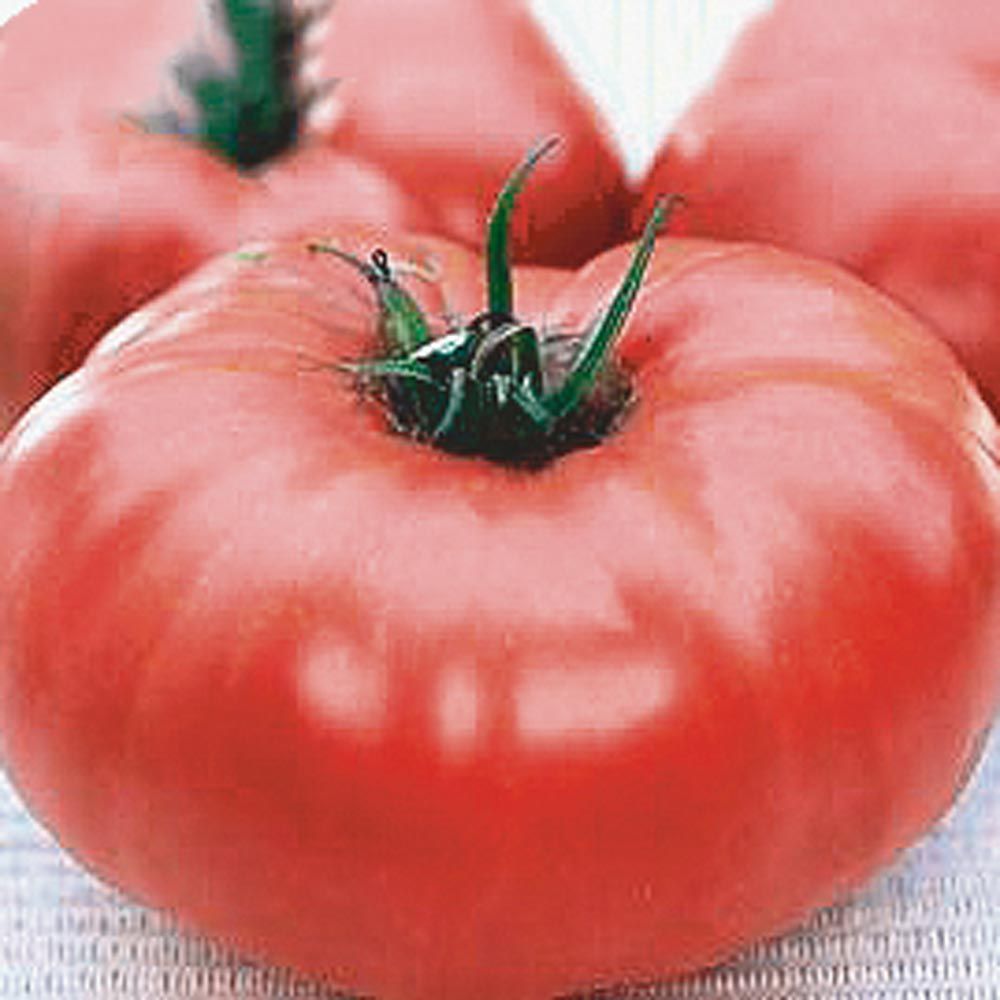 Heirloom Red Brandywine Tomato Seeds, Non Gmo, Organic