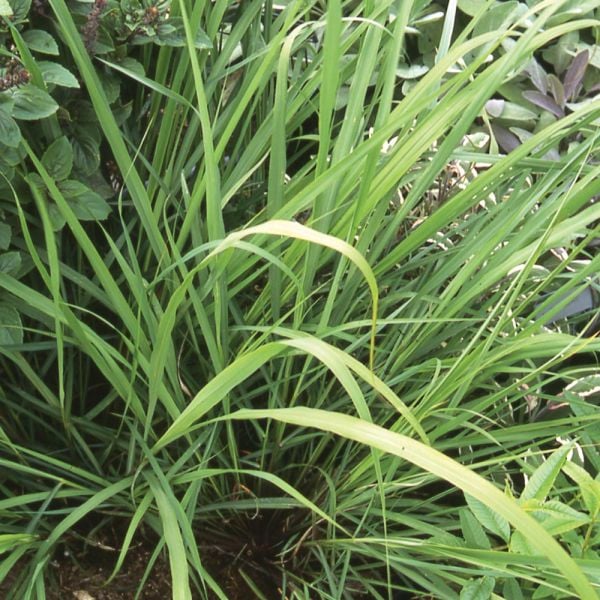 Lemon Grass | White Flower Farm