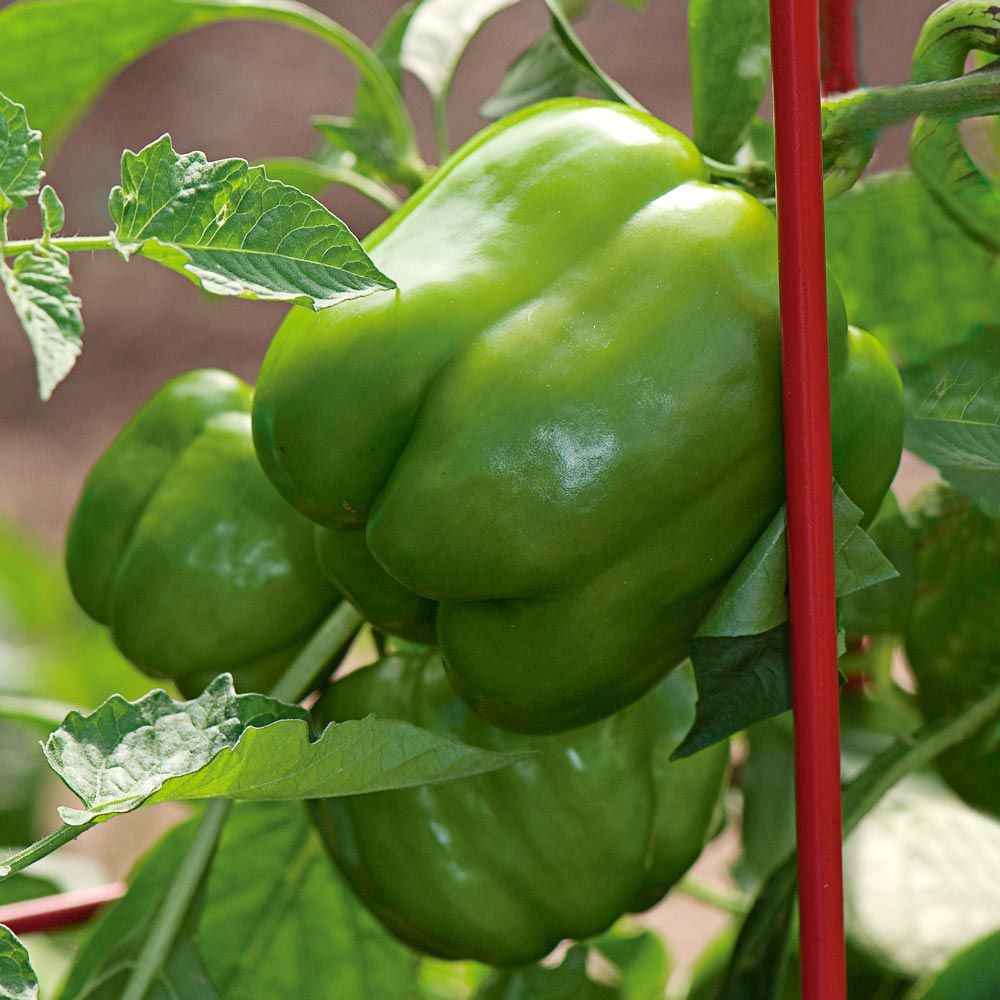 Save on Giant Bell Peppers Rainbow Order Online Delivery