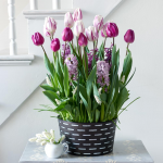  Purple Elegance Bulb Collection in large black metal cachepot