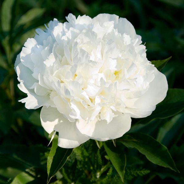 Peony 'Duchesse de Nemours' | White Flower Farm