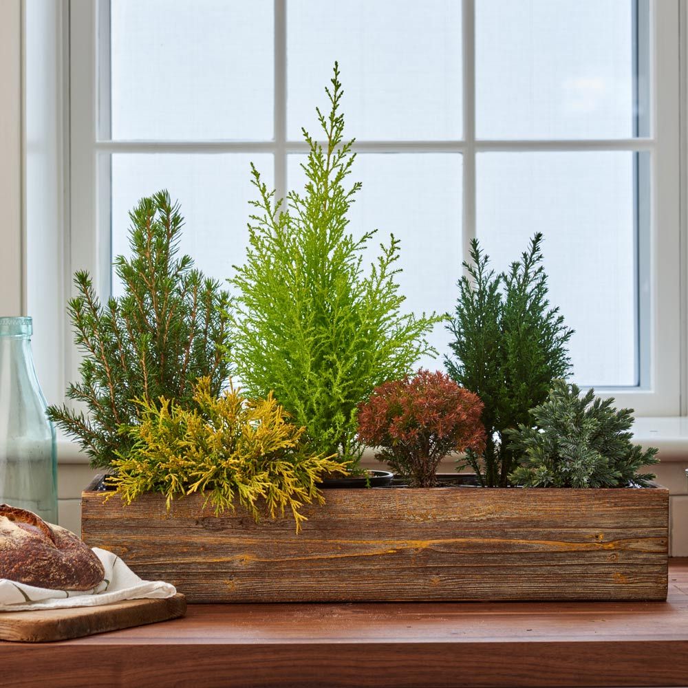 Indoor Evergreen Garden