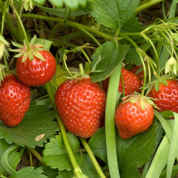 Mara des Bois Strawberries | White Flower Farm