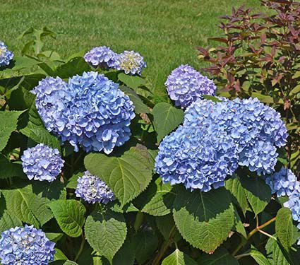 Hydrangea macrophylla Nantucket Blue™ | White Flower Farm