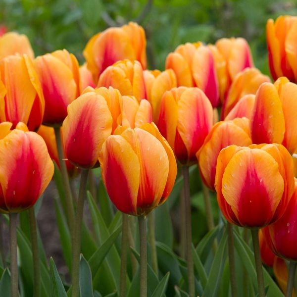 Next Generation Perennial Tulip Mix | White Flower Farm