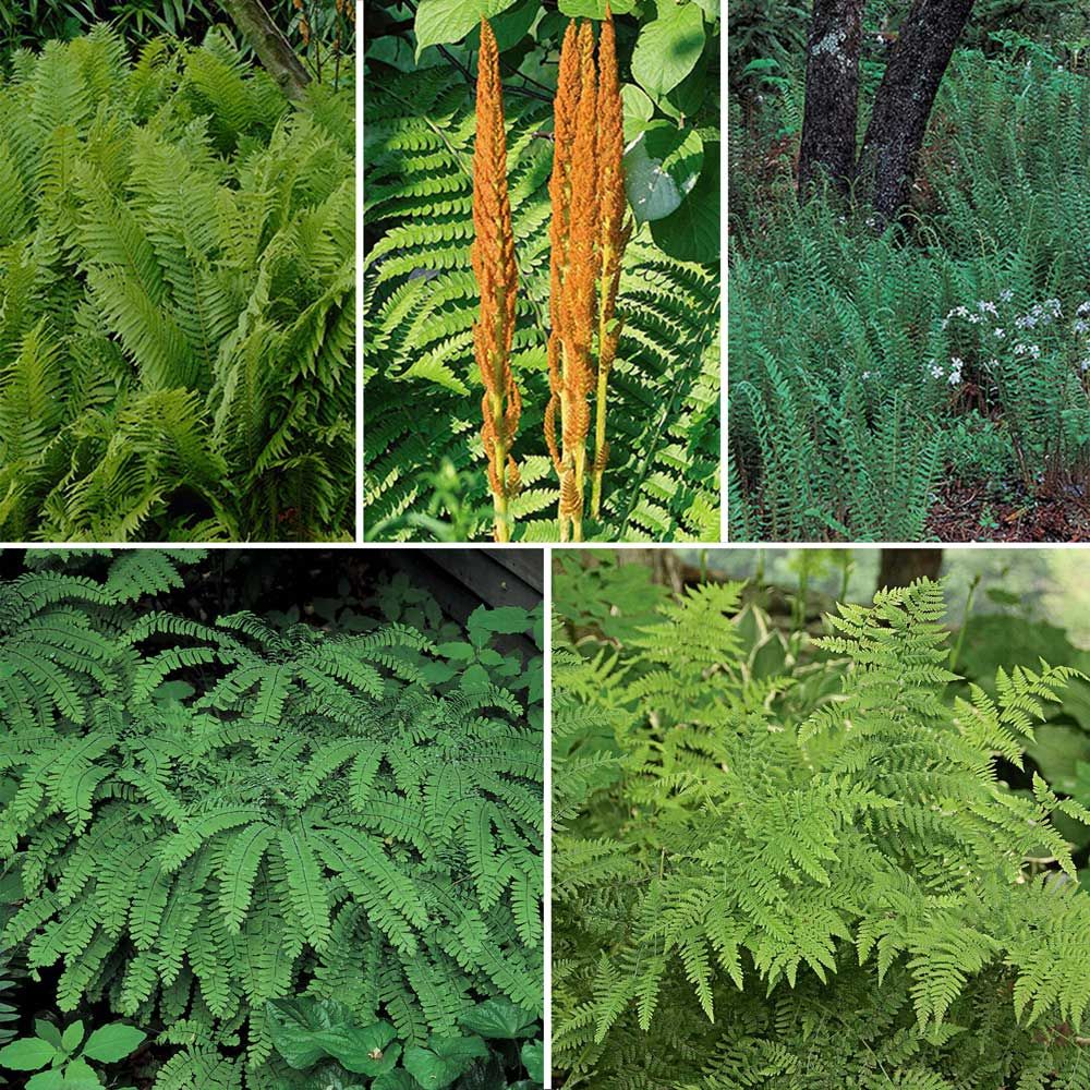 Native Fern Sampler | White Flower Farm